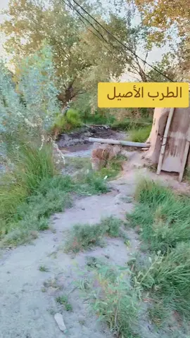 #اعادة_النشر🔃  #عاشقة_الطرب_العراقي_الاصيل  #الطرب_العراقي_الاصيل🎹🎹🎤📹📹📹  #اكسبلورexplore 