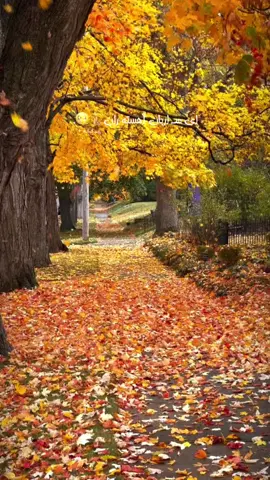 #CapCut پاییز یعنی یاد بگیری: زیبایی همیشه در ماندن نیست… گاهی در رها کردن است. 🍂 🍂🍂🍁🍁❤️❤️❤️🤎🤎🤎🤎🤎🤎🤎🤎🤎🤎🤎🤎