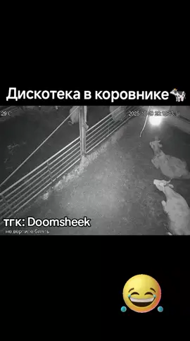 тгк: DoomSheek #камера #коровник #viral 