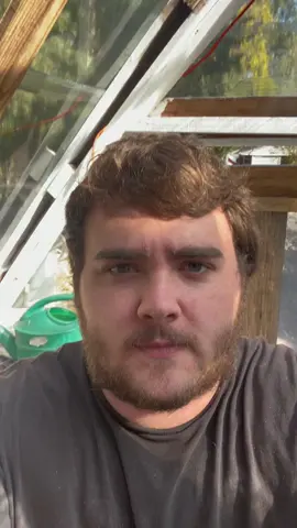 Day 5 of project plant growth the potatoes have hit the top side of the greenhouse the mystery plant has started growing upwards and the outside potatoes are growing amazing come back for day 6