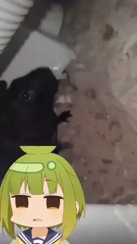 #meme #lol #anime #edit #cute 