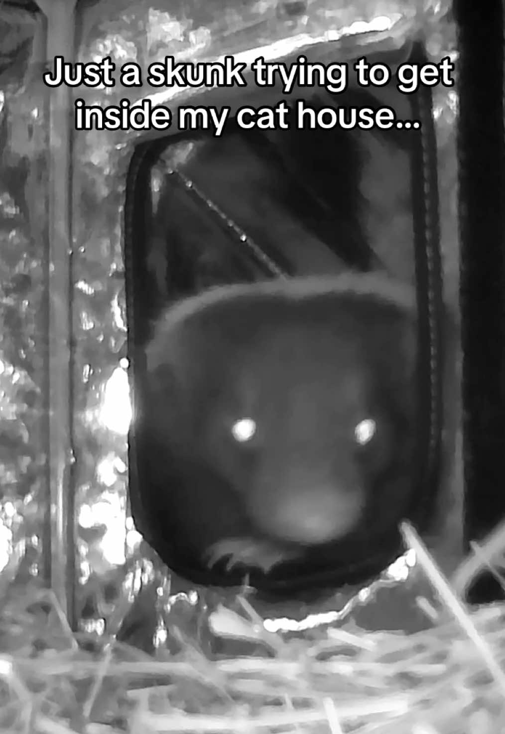 “Maybe a running start will help” ~🦨