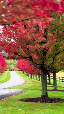 #autumn #autumnvibes #october #fallincanada #foryou 