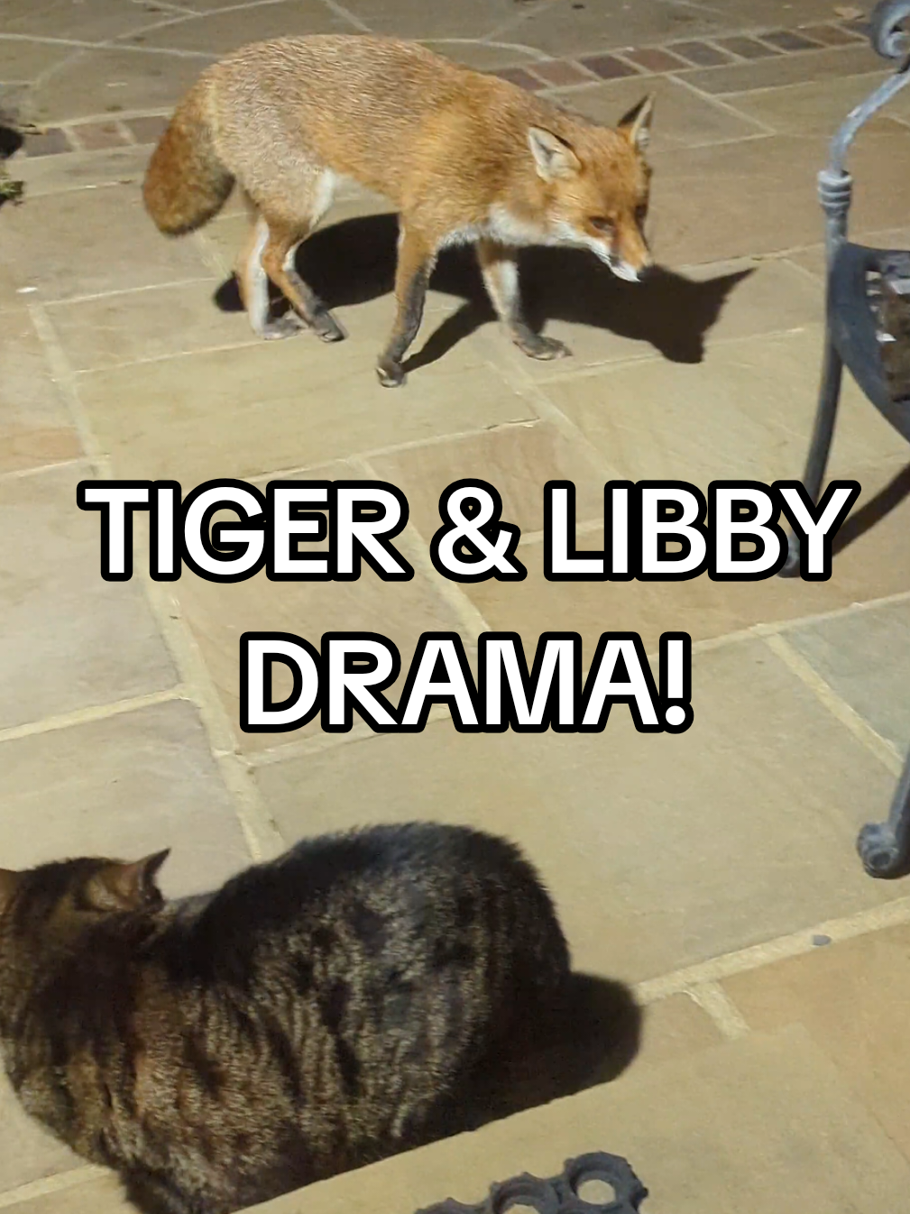 Tiger hates sharing his food – always has, always will. And sometimes he gets very growly about it!! But don't worry, no pets were harmed in the making of this video. Not physically, anyway. 😬 #foxes #cats #animals 
