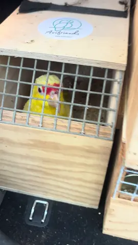 Lutino Amazone’s 🦜❤️