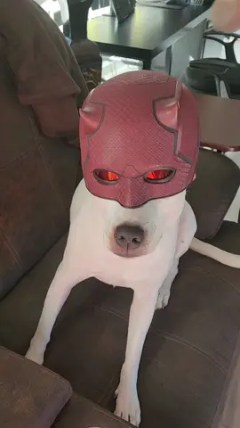#dog #daredevilbornagain #daredevildog #meme #daredevil 