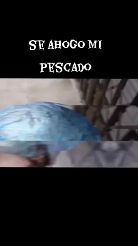 recuerdito #bromas #camaraoculta #elalto #teneo 