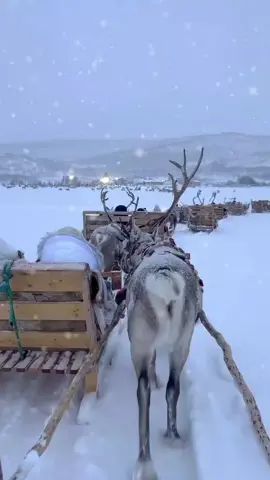 Laponia, Finlandia📍 #christmas #navidad #christmas2025  #fpy #viral 