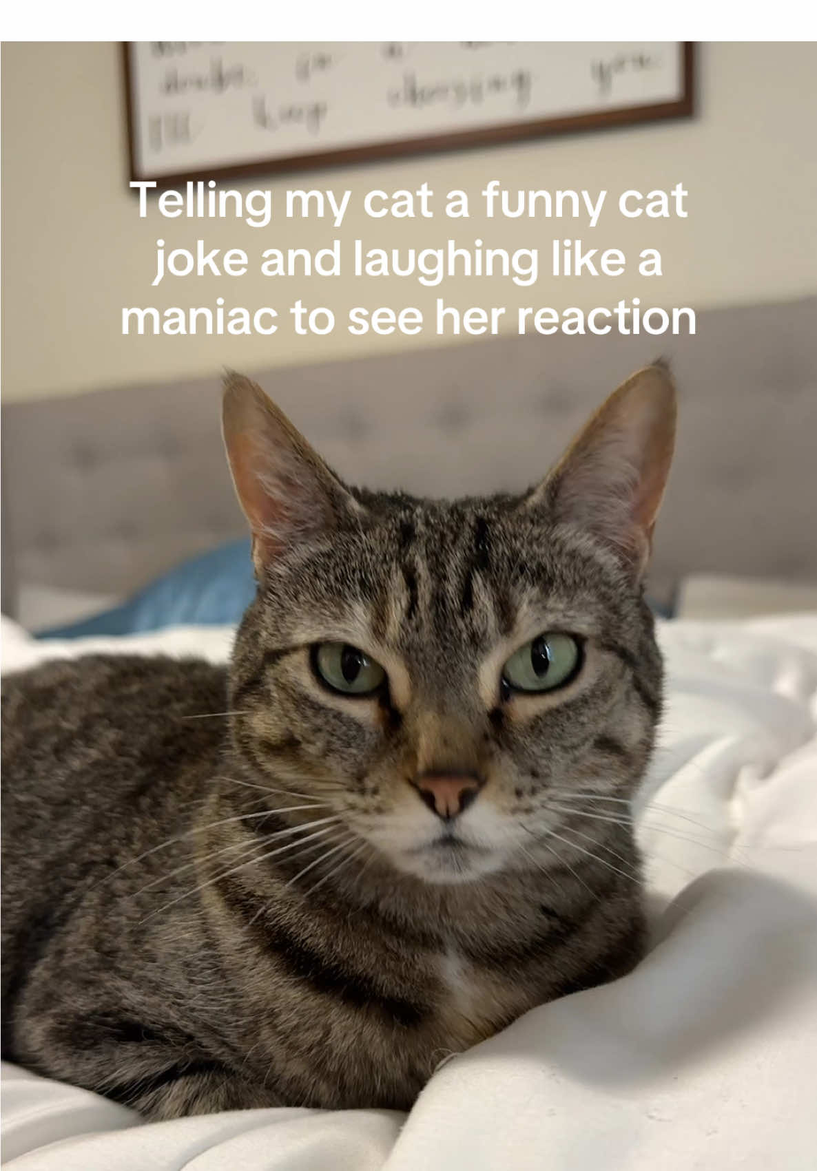 She wasn’t impressed #catjokes #trends #trending #viral #tiktok 