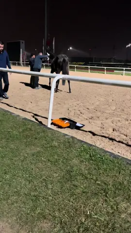 #yarışatı🐎😊 #kartepehipodromu #sakatlıksonrası #yaşındı 