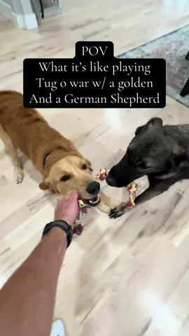 I think they’re having fun? #dog #goldenretriever 