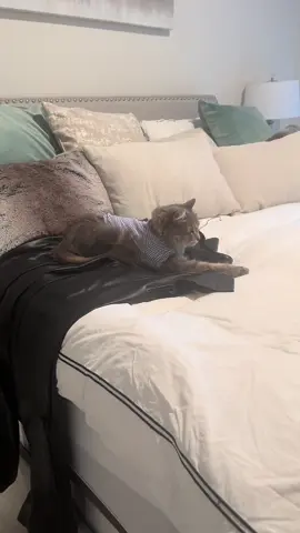 #catsoftiktok #cat #cats #viral #fypシ 