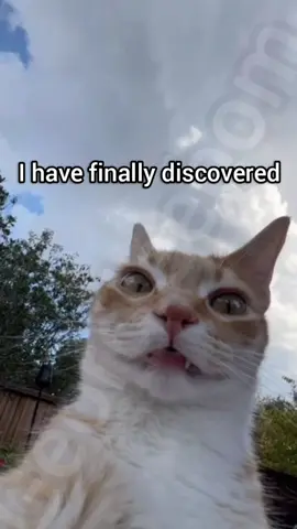 I discovered what is wrong with my brain #meme #cat #georgieebom #funny #fyp 