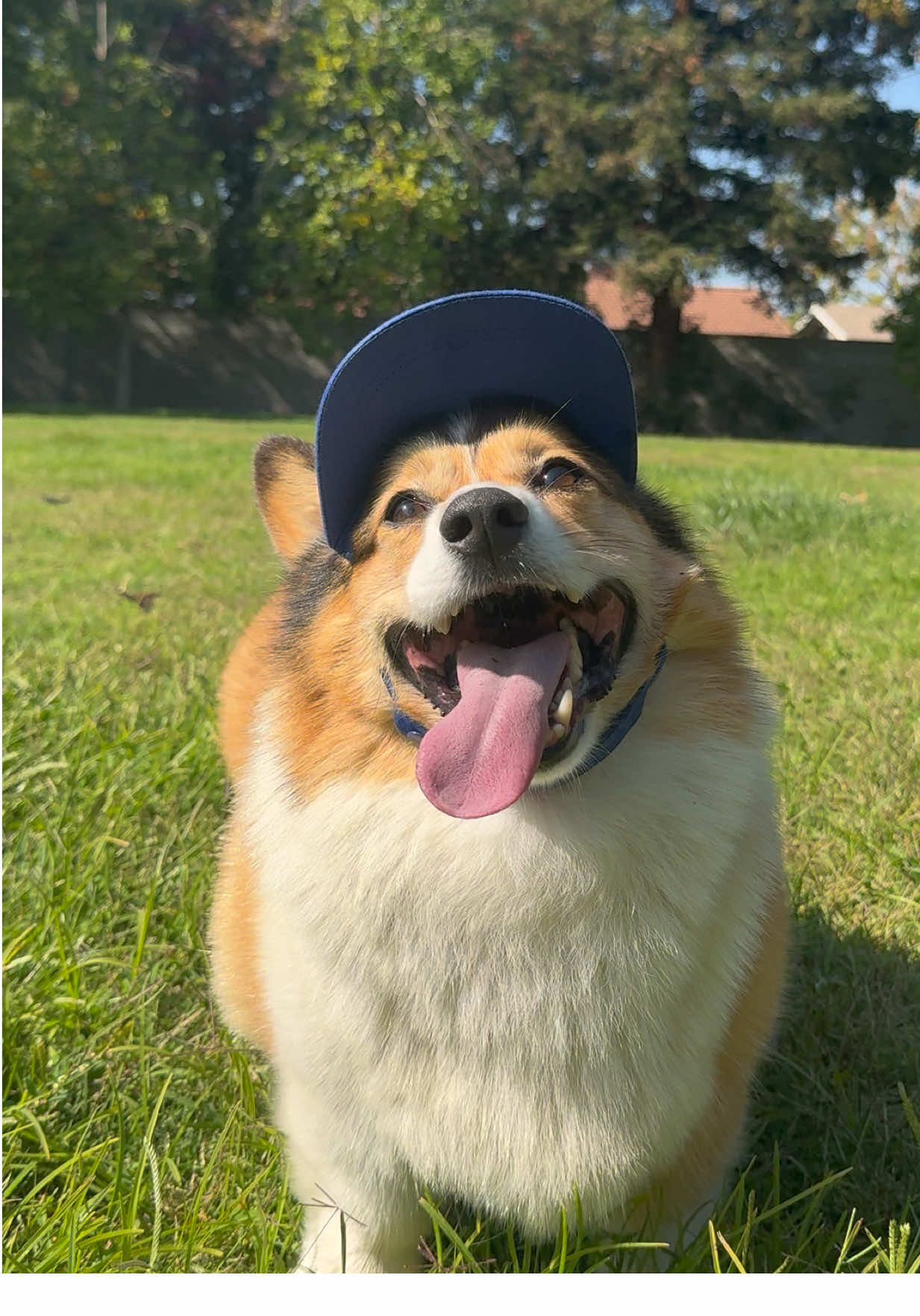 Winston Has Fun at the Park ☀️🐶🐾🌲💕  Winston’s Hats by: @PupLid Trucker Hats for Dogs  #fyp #corgi #happy #cute #fun 
