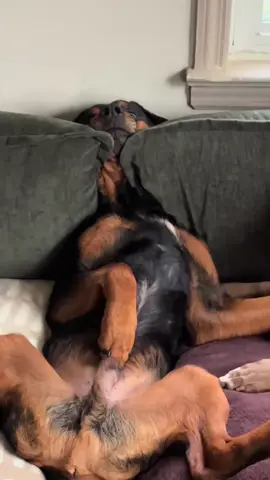 These Dogs Are Too Hilarious to Handle 🤣 #dogs #funny #funnydogs #funnyvideos 