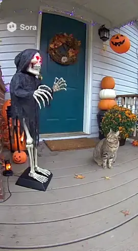 Cat gets a scary surprise #halloween #fyp #scaredycat #catattack #funnyvideos 
