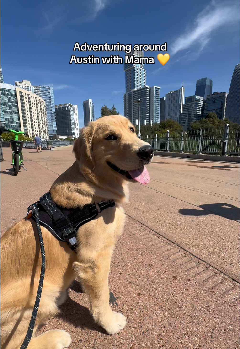 Soaking up sun together during this beautiful day in Austin, TX. I wasn’t bringing Riv around to these places too often because his was almost unbearable to walk on the leash. He would get so excited and just drag me along. This no pull harness that we got him by @Aurothpets literally changed the way he walked on the leash within a day. He’s actually enjoyable to explore with now! HIGHLY HIGHLY HIGHLY recommend investing in this harness if you are having the same issues with your pup. I’ll have it linked below for yall so you can check it out and get the best sale price! #aurothpets #nopullharness #petproducts #austintx #AdventureVibes 
