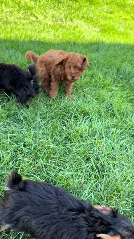 🐶 Happy Monday from our Yorkie and Mini Goldendoodle duo! Two little rays of sunshine ready to melt hearts and brighten your week 💕✨ Snuggles, smiles, and puppy love — the perfect start to your day! #PoshablePuppiesChicago #YorkiePuppy #MiniGoldendoodleLove #ChicagoPuppies #chicagopuppy 