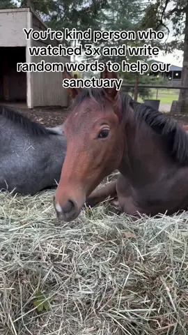 You’re kind person who watched 3x and write random words to help our sanctuary #horses #fypシ゚ #vet #viral #rescuehorse 