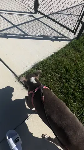 Monday afternoon with my best friend! #pitbull #monday #dogpark 