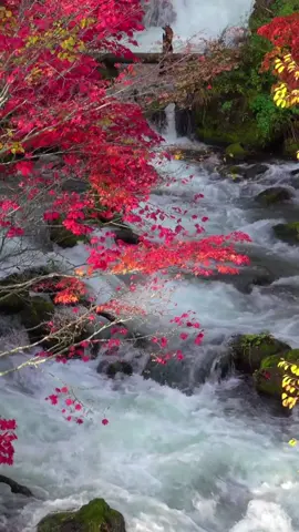 #LIVEIncentiveProgram #LIVEMonetization #PaidPartnership #foryoupage #christiantiktok 