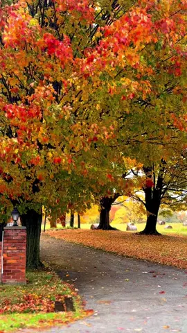 #autumn #autumnvibes #october #fallincanada #foryou 