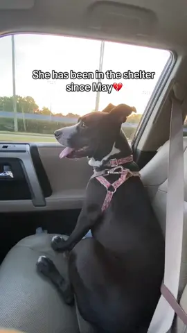 📍CHARLOTTE NC ANIMAL CARE & CONTROL ❤️‍🩹 Gemma is so special to me, and she needs a new foster or adopter asap. She is being returned to the shelter this week after months in foster due to no fault of her own. Luckily, with her being foster we got some great notes on here but her life is at risk if she returns to the shelter. The shelter is constantly at capacity and she was so stressed out when she was there.. it is simply not a good combination.  Read her bio here⬇️💗  Meet Gemma — a lovable 2-year-old girl eager to find her forever family! Gemma is a sweet and friendly pup with just the right balance of energy and calmness. She loves to play with squeaky toys and balls, and she’s a pro at fetch! While she has plenty of zest for life, she also knows how to settle down and relax by your side. She’s potty trained, holds it all night, and is good on a leash. Gemma especially loves the water — she’s a pool enthusiast and enjoys cooling off on warm days. She’s very affectionate, giving spontaneous kisses just to remind you how much she loves being with you. Gemma is well-behaved in the car and during outings, showing no interest in other dogs, making her an ideal companion for outings. She’s crate trained and ready to settle into her new home. Please note, Gemma is not suitable for households with cats. If you’re looking for a loyal, loving, and playful companion who just wants to be by your side, Gemma could be the perfect match. Come meet this adorable girl and let her steal your heart!  1. We took her to the dog park and she did great with all dogs there. 2. Wonderful on long car trips, just curls up and goes to sleep.  3. Wonderful with kids. We took her to Asheville and she met so many families and kids. She is very affectionate and loves to meet new people on walks. #rescue #dogs #animalshelter #adoptdontshop #foster 