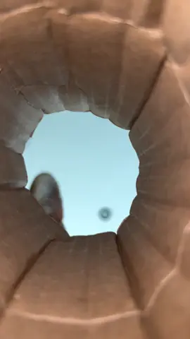 Something smells good in here😹 #savannahkitten #savannahcatsoftiktok #fyp #cat #trend 