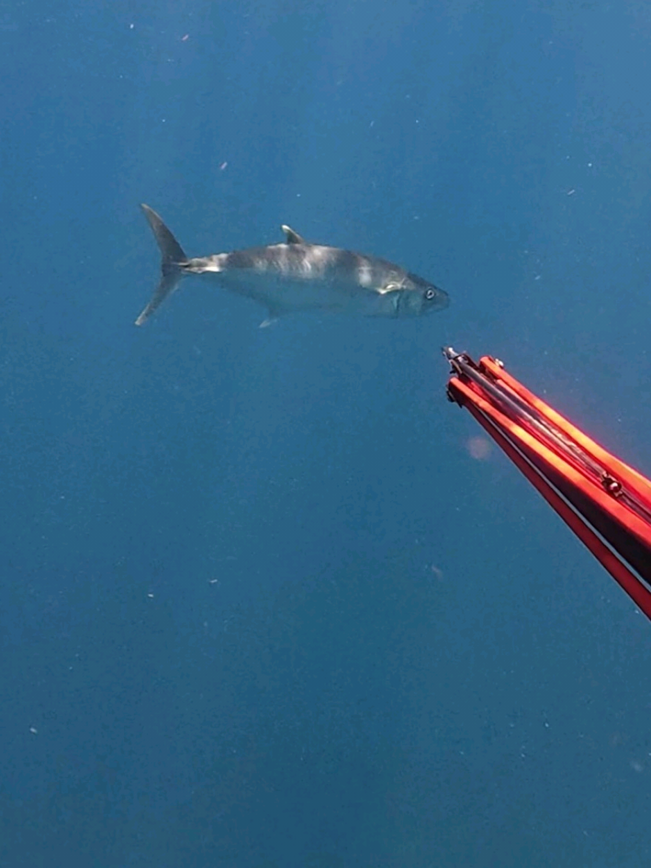 The raw power on King Mackerel is like nothing else on the reef🤯 I was just cruising on the surface looking for some reef and 2 beautiful Kings came up to check me out🙏🏼💥🐟🎯 . . . . . #spearfishing #freediving #spearo #kingfish #kingmackerel #stlucia