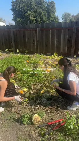 Today’s harvest: pumpkins, gourds, & squash 🎃🪏🪴 #fallharvest #gardentok #garden #falldecorating #pumpkinseason 
