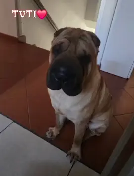 #tutti💙💙💙 #ypシ゚viral🖤tiktok #fy #byelenaD #🇦🇩 