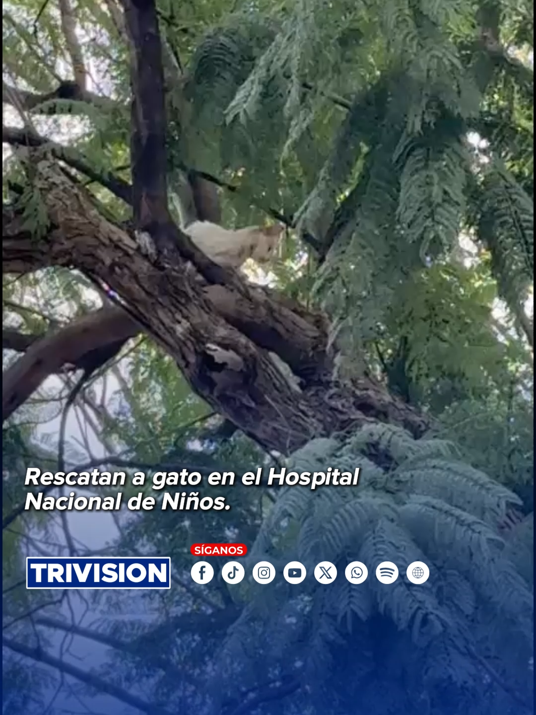 🔴#NoticiasTrivision | Cuerpos de emergencia iniciaron el rescate de un gato atrapado en las inmediaciones del Hospital Nacional de Niños, en San José. Las autoridades trabajan con precaución para liberar al felino.