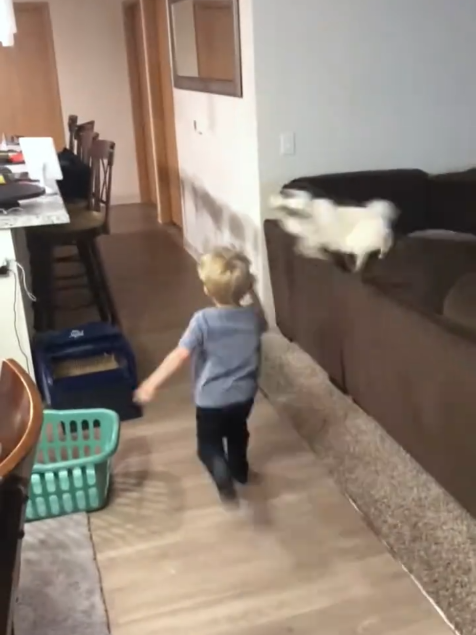 gatos vs crianças 🤣🤣#funnyvideos #funnycat #funnybaby #engracado #videoviral 