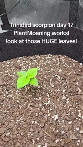#asmr #plants #Love #Nature #growth 