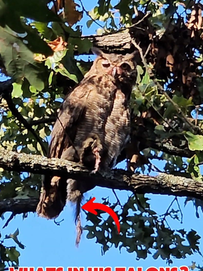 I have so many questions! What the heck is it carrying, and whats up with his eye??  Unbelievable moment in the woods today. This magnificent Great Horned Owl landed right next to me while I was hunting, and it wasn't letting go of its catch! 😳 #greathornedowl #wildlifephotography #natureismetal #tooclose #birdsofprey 