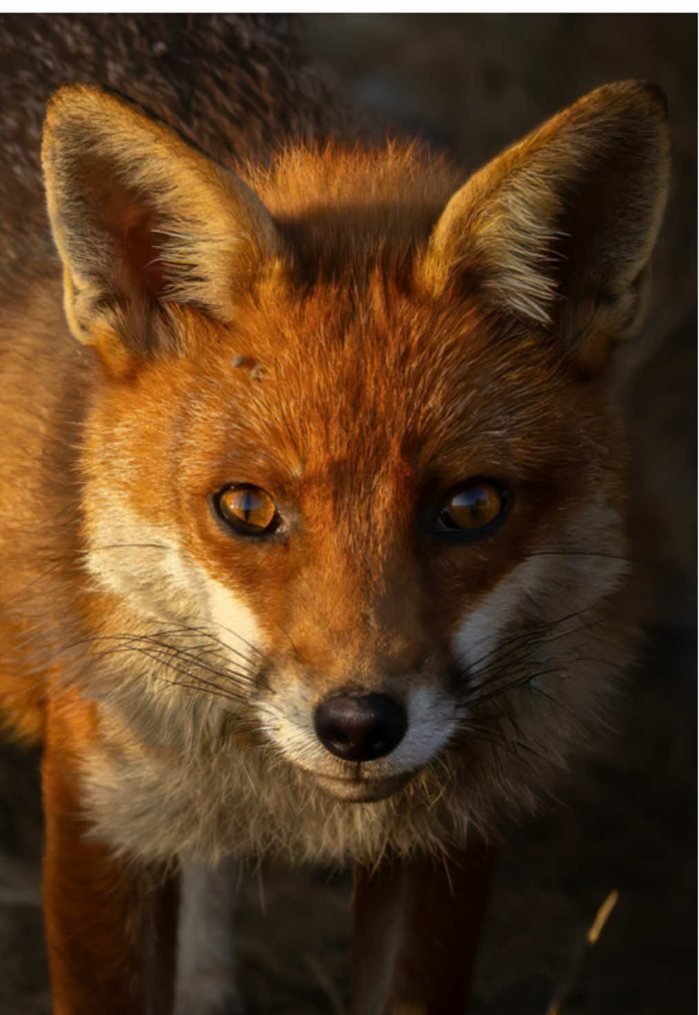 Have you ever seen a photo of a Fox that looks like it’s straight out of a movie? 🎥🦊 #wildlife #wildlifephotography #fox #nature #naturelovers 