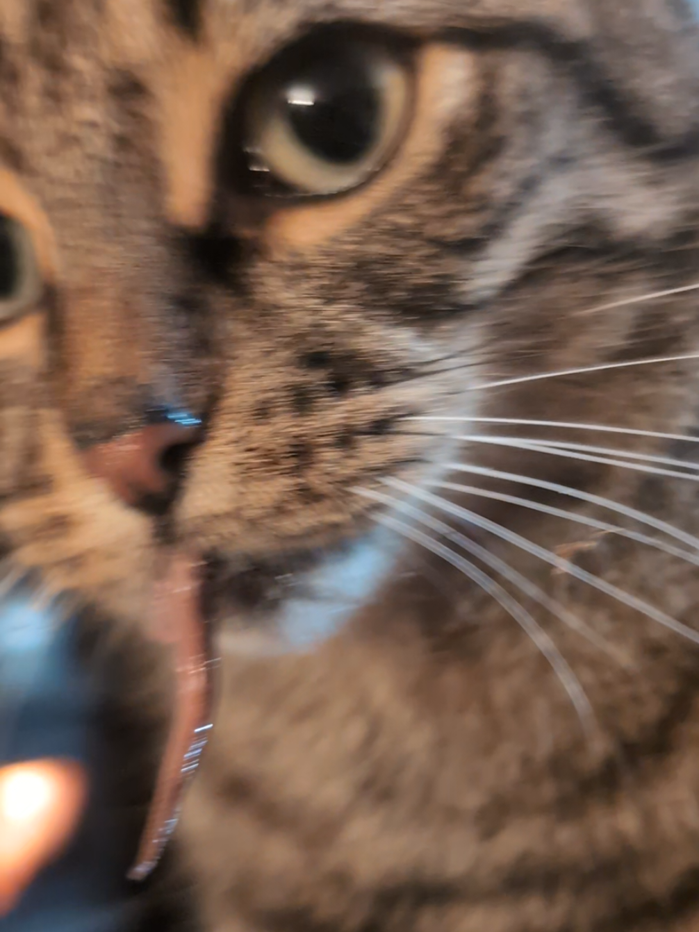 Follow-up video to Gerald's last video. Apologies to those that are squeamish in advance! #followup #cat #poutine #badcat 