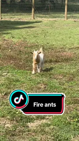 Fire ants and farm animals #farm #fireants #farmanimals 