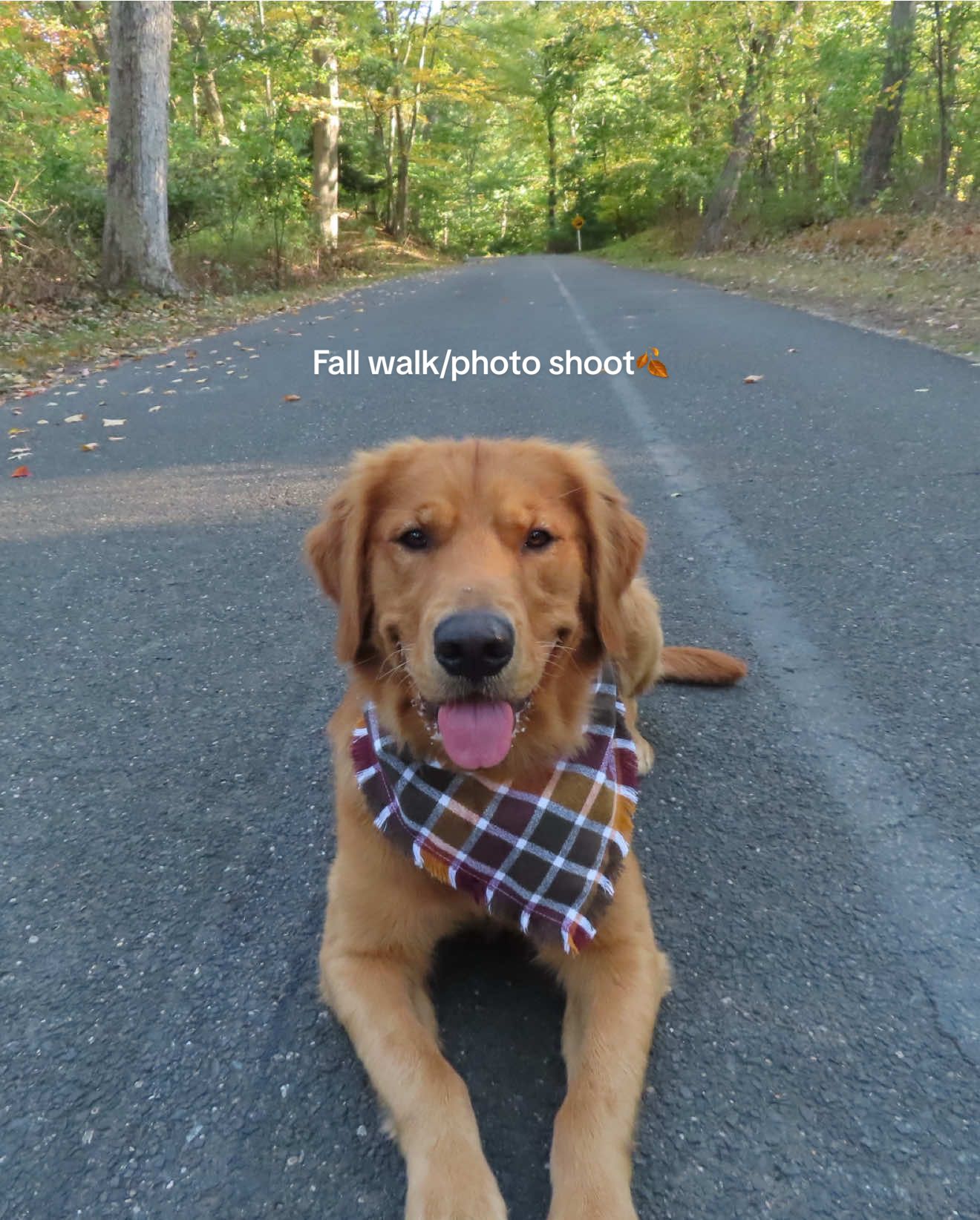 I haven’t taken good pictures of Riv since he was a puppy he’s so much better at staying still now😅🥹 #goldenretriever #dogmom #activedog #fallphotoshoot #fall 