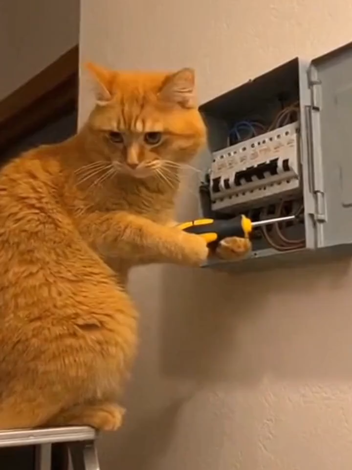 ⚡ Günther die Katze wollte nur helfen – und zack, Stromschlag! 😹🐾 #Katze #funnycats #Cat #katzenvideo #katzenhumor #tierhumor #tiertok #haustiere #hauskatze #lustig #funny #witzigevideos #lustigevideos #fyp #viral #ki #strom #schla #helfen #hilfeeee