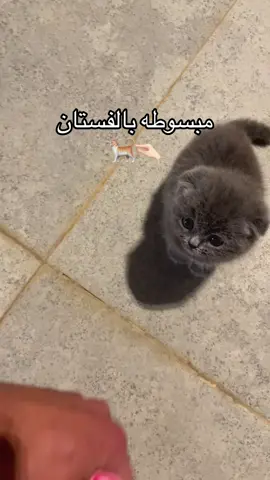 #cat #قطط #السعودية #قط #القصيم 