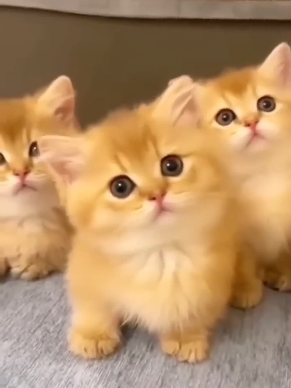 Cat videos cute cats kittens 😻🐾 #shorts  #reels  #funny  #cats  #cat 