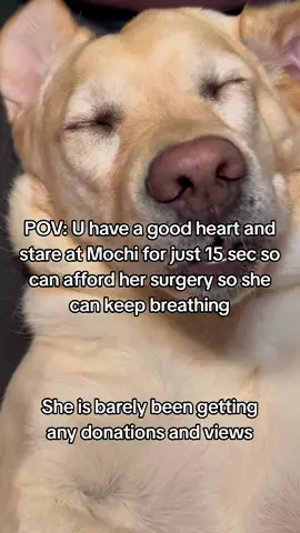 𝗗𝗼𝗻𝗮𝘁𝗶𝗼𝗻 𝗶𝗻 𝗯𝗶𝗼❤️ This is Mochi my little baby, my best friend, my whole world. She was just diagnosed with a life-threatening illness, and without treatment..she won't make it. The vet said we need $4300 to start her care and give her a real chance Watching her get weaker each day is the hardest thing l've ever faced. 1 just want to hold onto her a little longer. Please...if you see this, help us. Even $1 or just a share could save her life, She's only 4 years old ...she still has so much love left to give Help us save Mochi's life. Thank you from the bottom of my heart #savemydog #savemybaby #doglove 