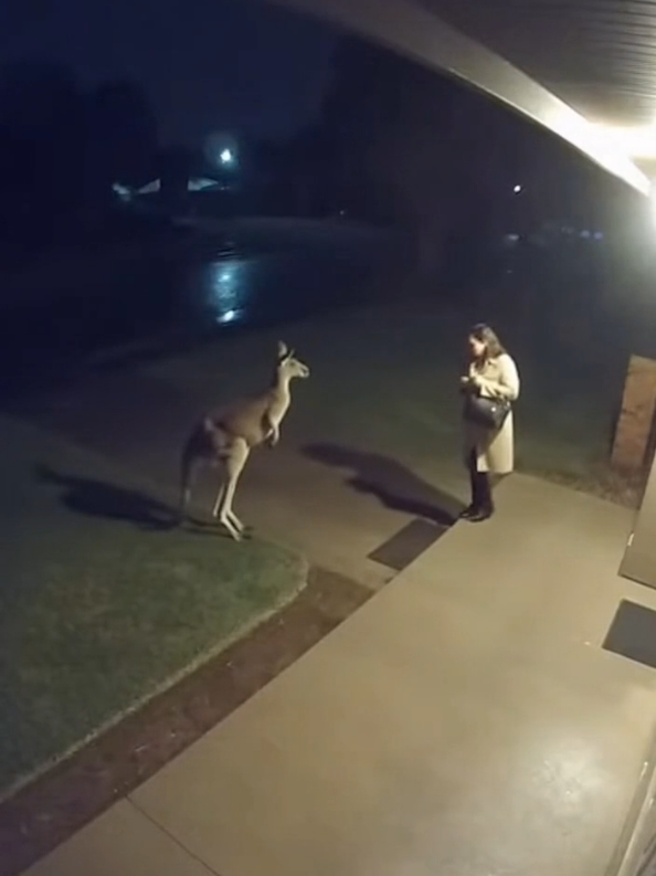 She thought she was alone... until a kangaroo came charging out of the dark. 😳🦘 Real CCTV footage that feels straight out of a thriller. #animals #fyp #fouryou #ViralVideo #horrortok 