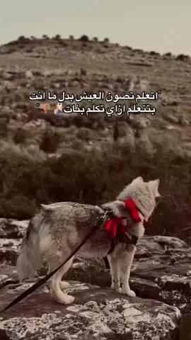 ولله يبني لو اتعلمت لتكون رجل جده😏😏