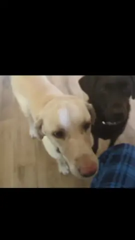 I love my dogs.