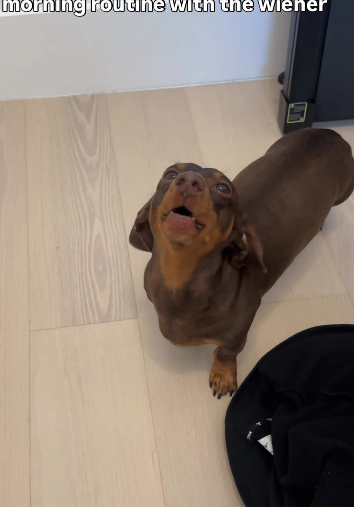 does your wiener have a lot to say in the mornings?? 🙂‍↔️ #dachshund #minidachshund #sausagedog #wienerdog #doxie  puppy behaviour,  dogs having fun moments, dachshund being clingy, dachshund personality, handsome dog, dog being cute  dachshund funny moments, dog influencer, dogstagram content ideas, dachshund puppies, pet content, chocolate dachshund, wiener dog, sausage dog, mini dachshund, dachshund dog, puppy tiktok trends, sebbythesausage, dog mom, dog dad, wiener man, routine with the wiener, dog whining, dog howling 