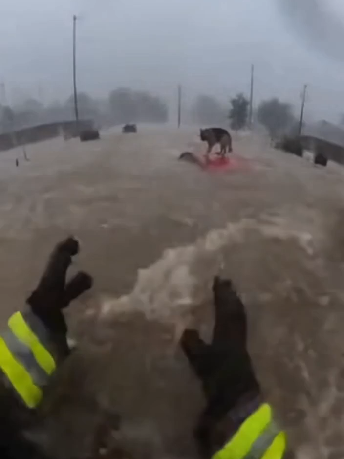A brave firefighter wades through chest-deep storm surge water during a massive hurricane to rescue a terrified dog stranded on a submerged car roof. The powerful waves and debris make every step a life-or-death struggle in this heroic rescue caught on bodycam. ##Foru #dogs #rescue #animals