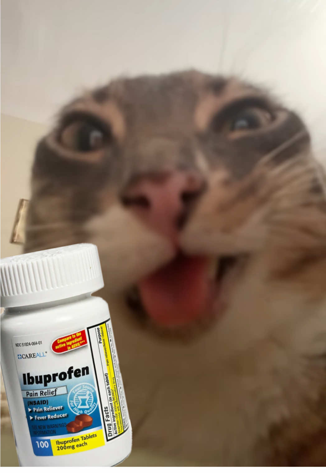 Rigby be profen - Skit Credit to @DiEM love this guys stuff 😭 #fyp #diem #catcontent #catsoftiktok #sillycat 