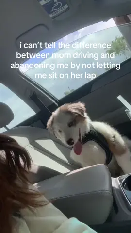 mom’s abandoning me, i swear #aussie #assiepuppy #dogabandonment #sillygoose 